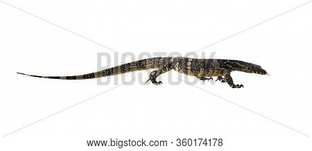 Image Of Asian Water Monitor(varanus Salvator) Isolated On White Background. Reptile. Wild Animals.