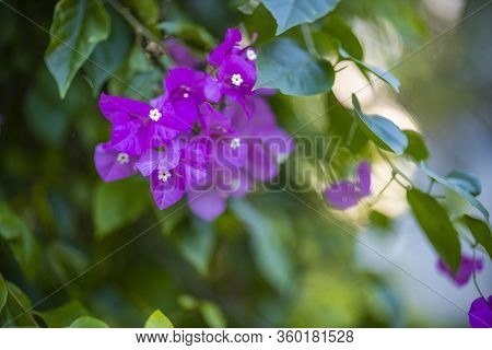 Pink Flower Of Bougainvillea Spectabilis (bougainvillea Spectabilis Willd.), Or Great Bougainvillea,