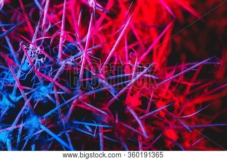 Macro Catus Needles In Blue Red Light