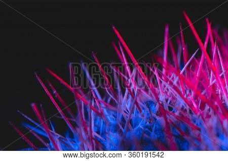 Macro Catus Needles In Blue Red Light