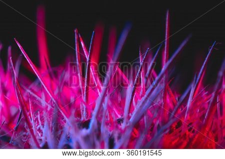 Macro catus needles in blue red light