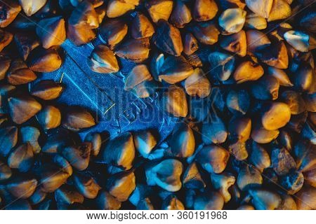 One Ruble Coin In Buckwheat Under Blue Light