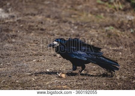 Black Rook Eating Peace Of Bread On Road