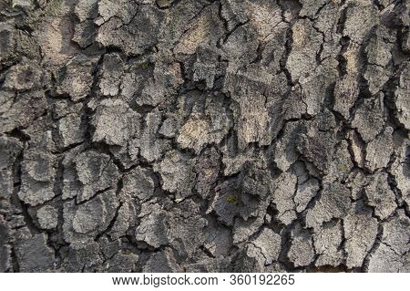 Rare Tree Bark Texture. Close Up Of Beautiful Surface Textures Of Old Tree Bark For Background. The 