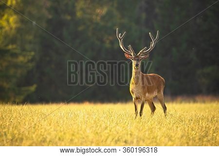 Alert Red Deer Stag With Antlers In Velvet Looking To Camera On Meadow At Sunset
