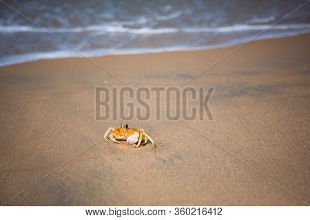 Yellow Crab On The Sandy Beach Near The White Wave. Crab In The Natural Environment, India, Kerala