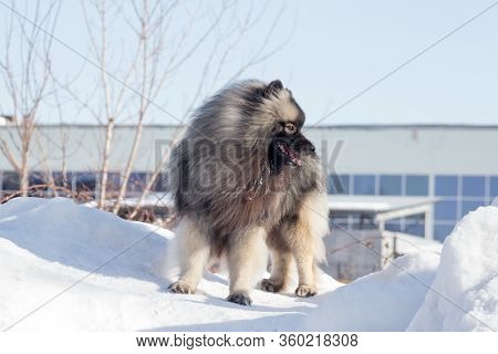 Cute Deutscher Wolfspitz Puppy Is Standing In The Winter Park. Keeshond Or German Spitz. Pet Animals