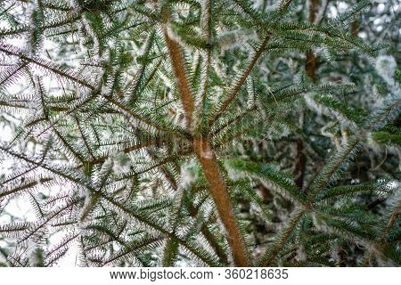 Closeup Of Spanish Fir (pinsapo) Branches Texture