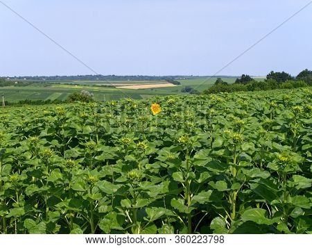 Moldavian Field With Flowering Sunflowers. The First And Only Bloomy Sunflower. The One, Along But F