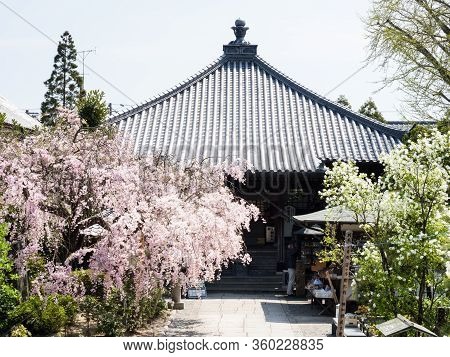 Komatsushima, Japan - April 4, 2018: Cherry Blossoms On The Grounds Of Tatsueji, Temple Number 19 Of