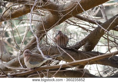 Dove On A Tree Near Its Nest
