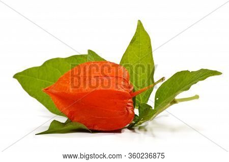 Red Physalis Flower And Fruit Isolated On The White Background