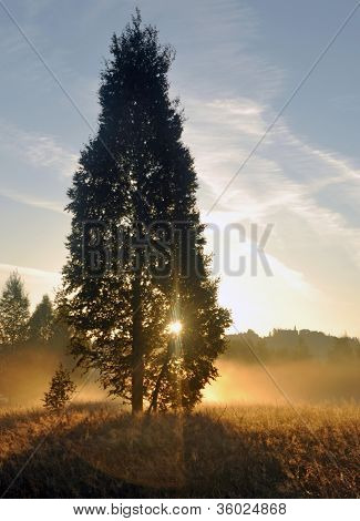 Sundown træ