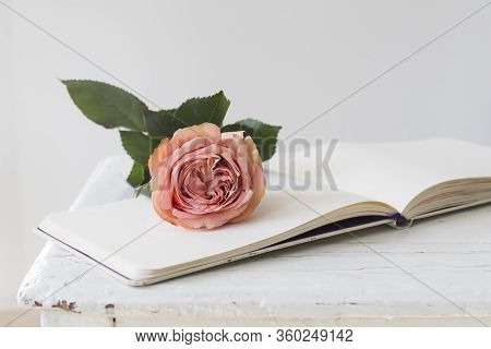 The Pink Rose Is On The Open Scetchbook