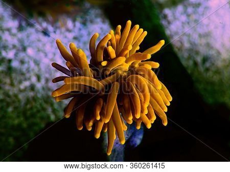 Gold Euphyllia Torch Lps Coral -  Euphylliidae Glabrenscens