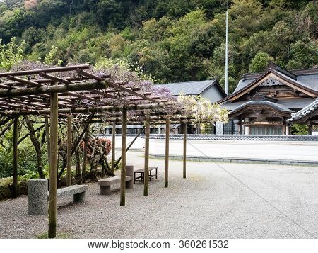 Pergola With Blooming Wisterias Near The Entrance To Konomineji, Temple Number 27 Of Shikoku Pilgrim