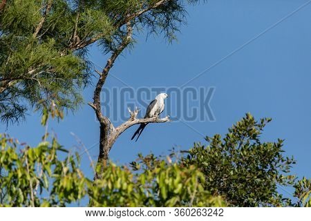 White And Grey Male Swallow-tailed Kite Elanoides Forficatus