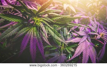 Full Frame Overhead Shot Of Medical Cannabis Leafs