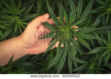 Full Frame Of Hand Holding Medical Cannabis Plant Against Dark Backdrop