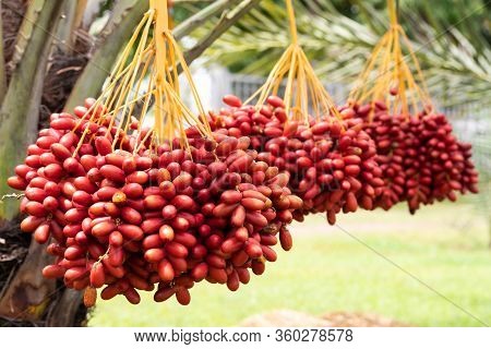 Ripe Dates Palm Fruit With Branches On Dates Palm Tree