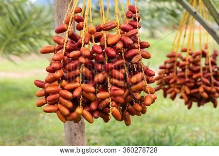 Ripe Dates Palm Fruit With Branches On Dates Palm Tree
