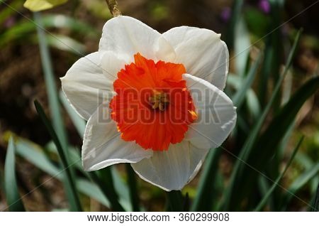 View On Spring Narcissus Flowers. Narcissus Flower Also Known As Daffodil, Daffadowndilly