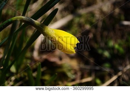 View On Spring Narcissus Flowers. Narcissus Flower Also Known As Daffodil, Daffadowndilly
