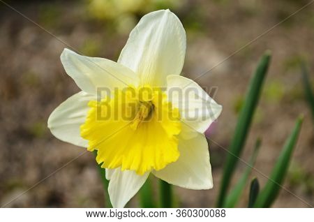 View On Spring Narcissus Flowers. Narcissus Flower Also Known As Daffodil, Daffadowndilly