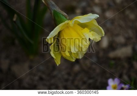 View On Spring Narcissus Flowers. Narcissus Flower Also Known As Daffodil, Daffadowndilly
