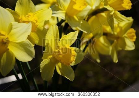 View On Spring Narcissus Flowers. Narcissus Flower Also Known As Daffodil, Daffadowndilly