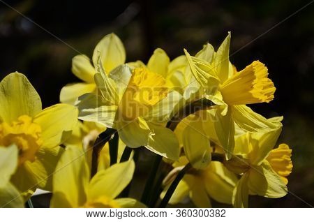 View On Spring Narcissus Flowers. Narcissus Flower Also Known As Daffodil, Daffadowndilly