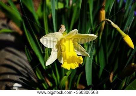 View On Spring Narcissus Flowers. Narcissus Flower Also Known As Daffodil, Daffadowndilly