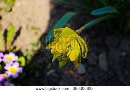 View On Spring Narcissus Flowers. Narcissus Flower Also Known As Daffodil, Daffadowndilly