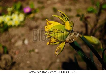 View On Spring Narcissus Flowers. Narcissus Flower Also Known As Daffodil, Daffadowndilly