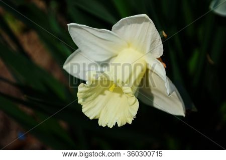 View On Spring Narcissus Flowers. Narcissus Flower Also Known As Daffodil, Daffadowndilly
