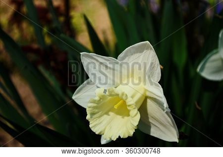 View On Spring Narcissus Flowers. Narcissus Flower Also Known As Daffodil, Daffadowndilly