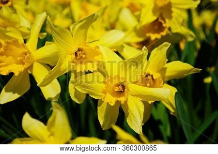 View On Spring Narcissus Flowers. Narcissus Flower Also Known As Daffodil, Daffadowndilly