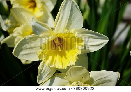 View On Spring Narcissus Flowers. Narcissus Flower Also Known As Daffodil, Daffadowndilly
