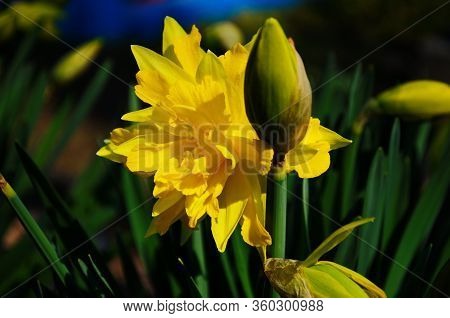 View On Spring Narcissus Flowers. Narcissus Flower Also Known As Daffodil, Daffadowndilly