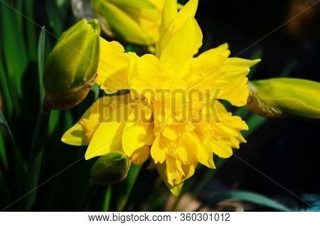 View On Spring Narcissus Flowers. Narcissus Flower Also Known As Daffodil, Daffadowndilly