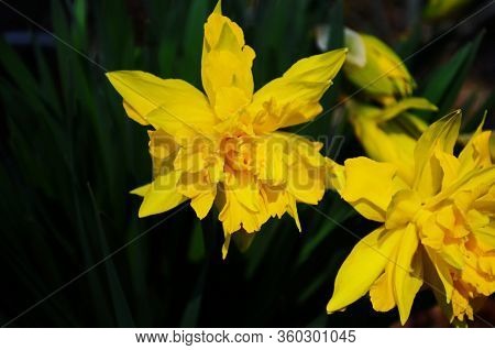 View On Spring Narcissus Flowers. Narcissus Flower Also Known As Daffodil, Daffadowndilly