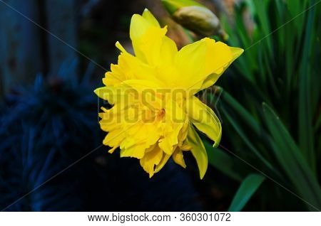 View On Spring Narcissus Flowers. Narcissus Flower Also Known As Daffodil, Daffadowndilly