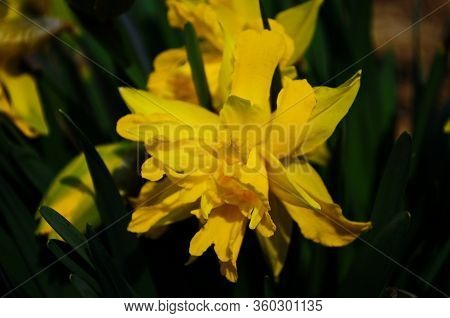 View On Spring Narcissus Flowers. Narcissus Flower Also Known As Daffodil, Daffadowndilly