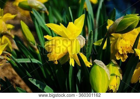 View On Spring Narcissus Flowers. Narcissus Flower Also Known As Daffodil, Daffadowndilly
