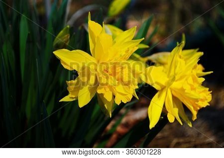 View On Spring Narcissus Flowers. Narcissus Flower Also Known As Daffodil, Daffadowndilly