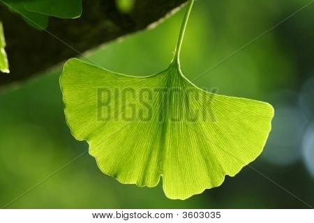 Лист ginkgo.