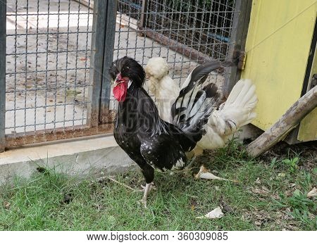 Houdon Chickens Species, Crossbreed Chicken In Europe.