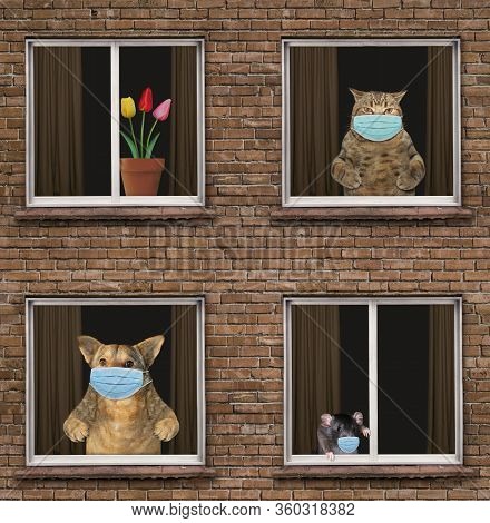 The Beige Cat, Black Rat And The Dog In A Surgical Protection Face Masks Are Looking Through The Win