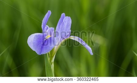 Violet Iris Flowers (iris Germanica) On Blurred Green Natural Garden Background