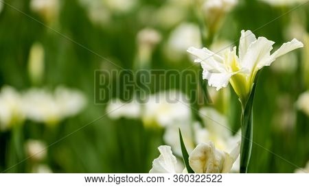 Violet Iris Flowers (iris Germanica) On Blurred Green Natural Garden Background